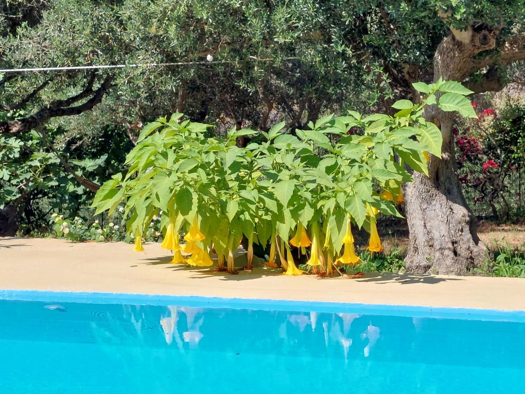 Sofiana'S Garden Retreat With Private Pool Διαμέρισμα Dhrapaniás Δωμάτιο φωτογραφία