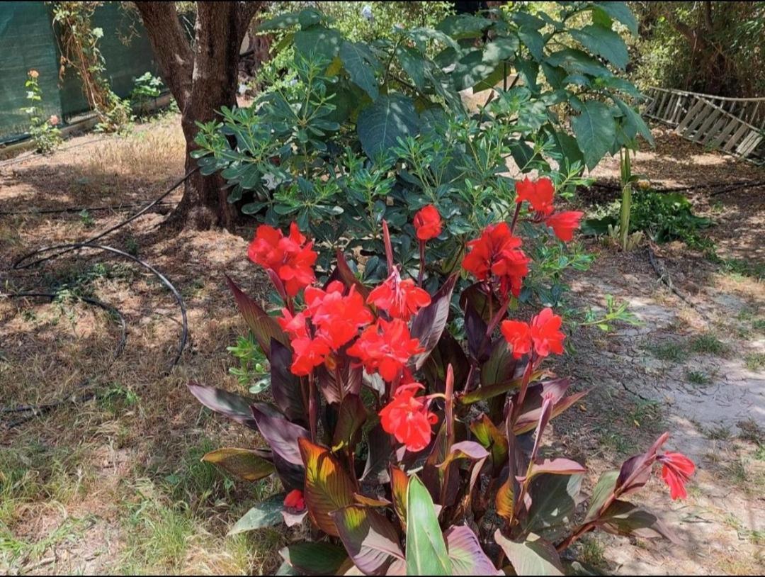 Sofiana'S Garden Retreat With Private Pool Διαμέρισμα Dhrapaniás Εξωτερικό φωτογραφία