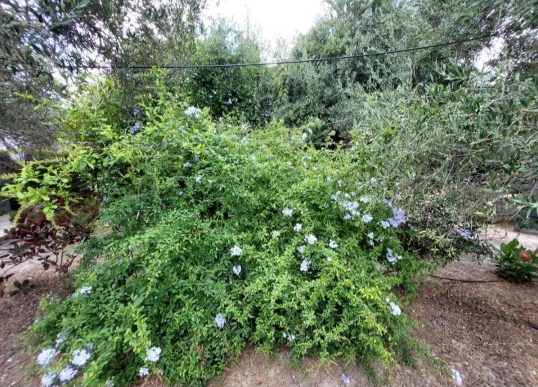 Sofiana'S Garden Retreat With Private Pool Διαμέρισμα Dhrapaniás Εξωτερικό φωτογραφία
